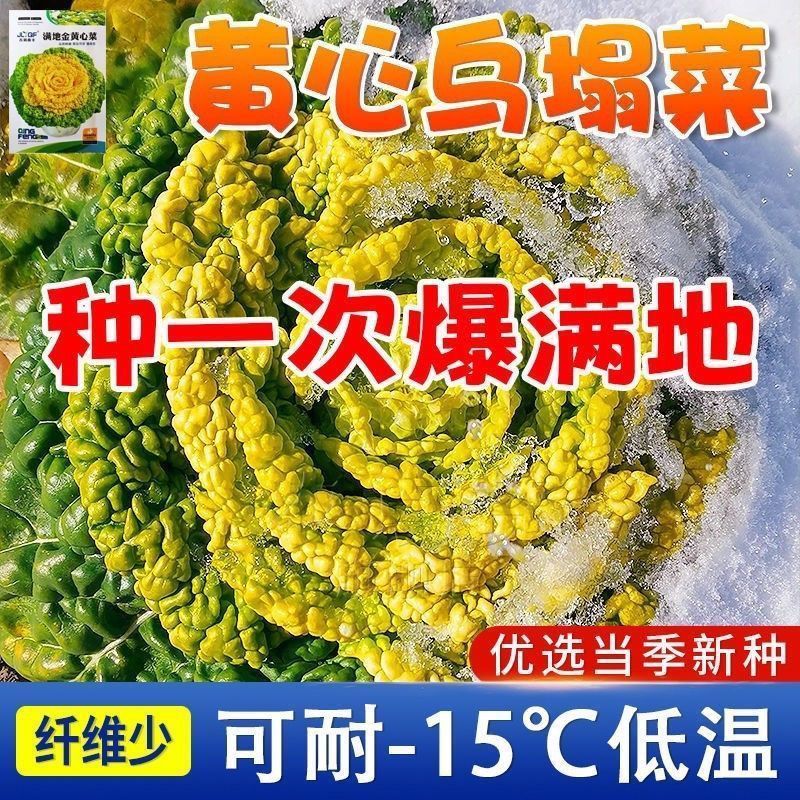 耐寒黄心乌塌菜种子高钙养心菜菊花菜种子春秋四季播蔬菜农家易种