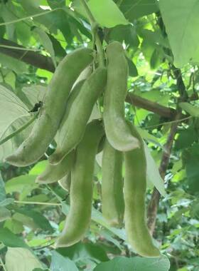 龙爪豆种子狗仔豆狗爪豆虎爪豆猫爪豆狗毛豆虎老豆狗古豆九豆种子