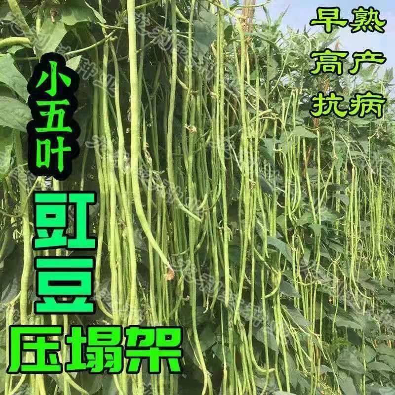 小五叶干枝梅特长豆角种子叶少果多压塌架特长豆角种子豇豆春秋种