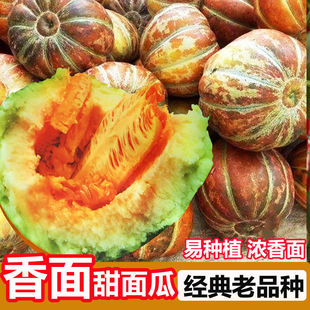 黄皮面瓜种子老品种花皮面瓜四季留种红皮面瓜花皮甜瓜香瓜种子