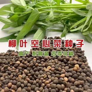 500克柳叶空心菜种子空心菜种子蕹菜种蓊菜耐热蔬菜阳台蔬菜种子