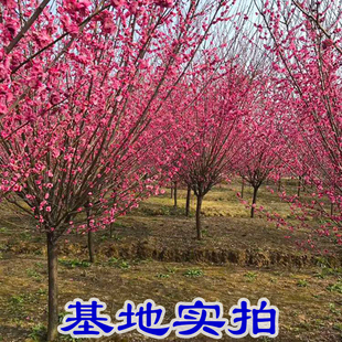 原生骨里红梅花树苗地栽腊梅树桩榆叶梅花苗庭院别墅室外造景耐寒