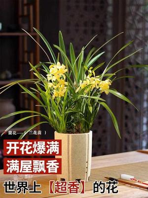 兰花苗建兰荷瓣七彩玲珑夏带香水花苞出售有香味的兰花卉绿植盆栽