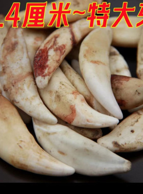 超大号真狗牙齿仿狼牙黑狗牙