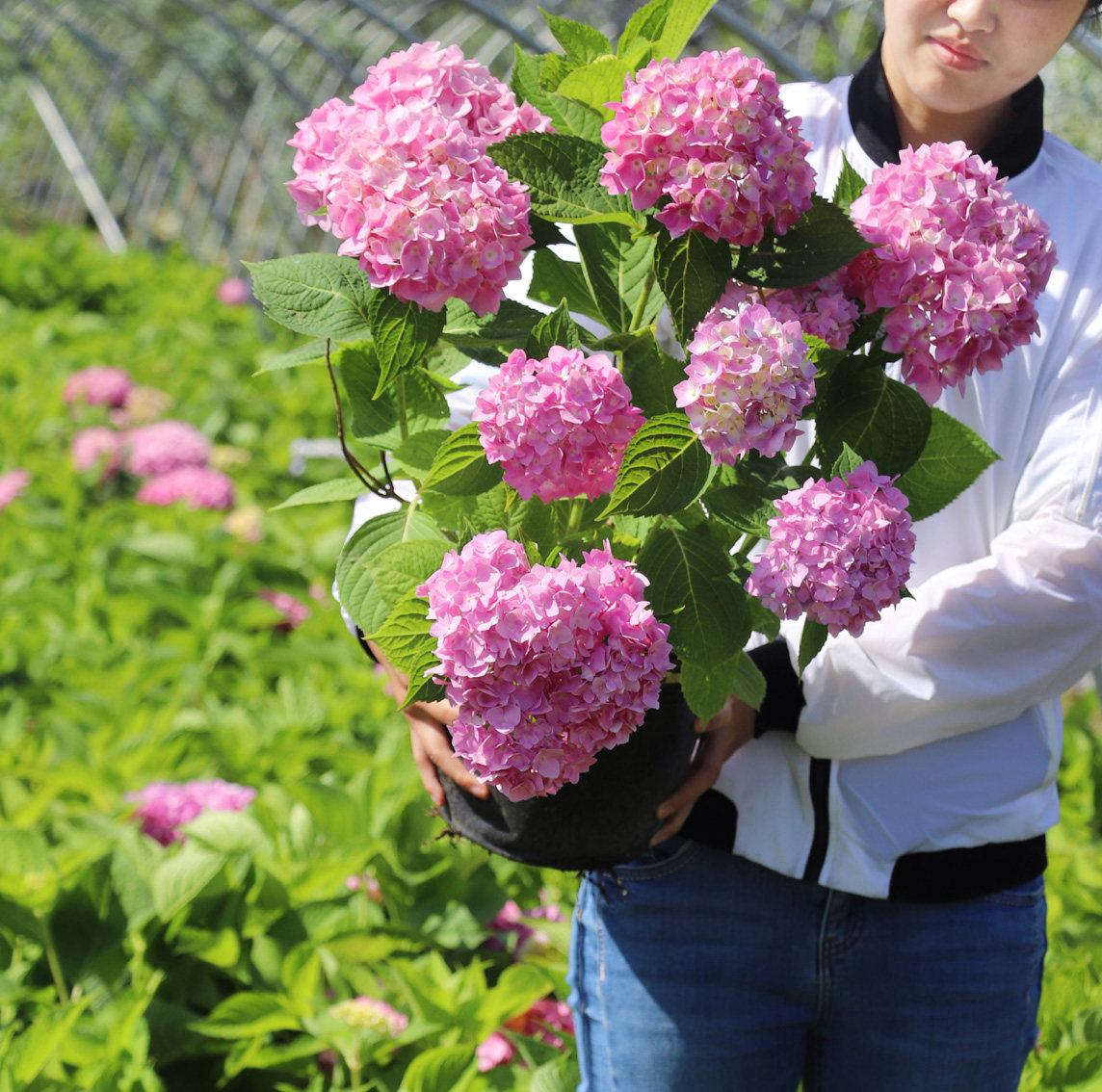 [嘉瑞]  绣球无尽夏 你我的相约 盆栽开花苗新老枝能开花庭院