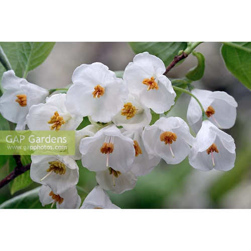 【嘉瑞】 耐寒花灌木  北美银钟花 仙气 皮实