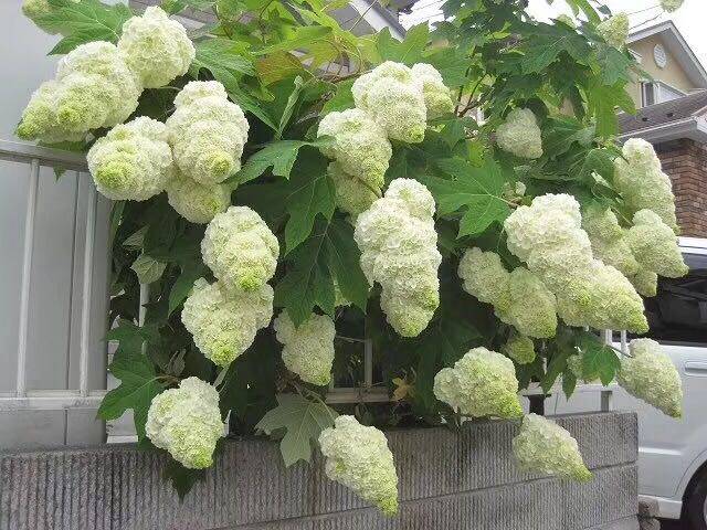 【嘉瑞】耐寒 栎叶绣球和声 小蜜蜂 盆栽 庭院花卉