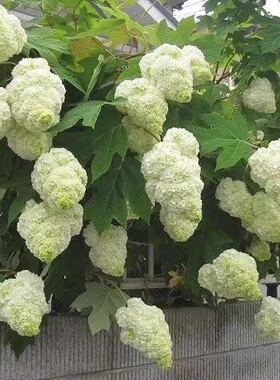 【嘉瑞】耐寒 栎叶绣球和声 小蜜蜂 盆栽 庭院花卉