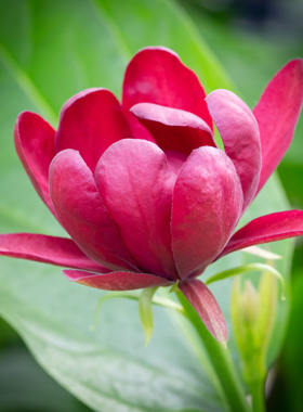 【嘉瑞】 花园灌木 芳香馥郁 美国夏腊梅 爱神 耐寒皮实