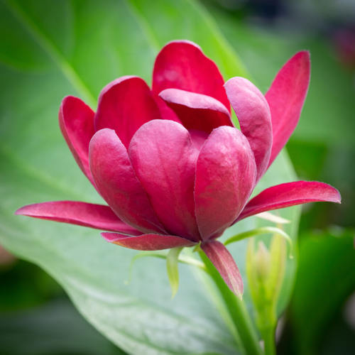 【嘉瑞】 花园灌木 芳香馥郁 美国夏腊梅 爱神 耐寒皮实