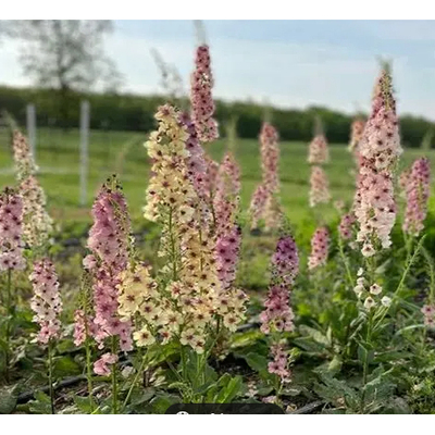 【嘉瑞】 耐寒耐热多年生宿根  毛蕊花盆栽苗