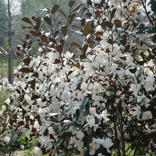 【嘉瑞】 常绿小乔木 广东含笑 金含笑 盆栽苗