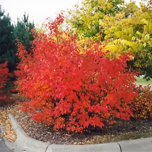 【嘉瑞】进口 新品 耐寒灌木 红果花楸“杰出”盆栽苗