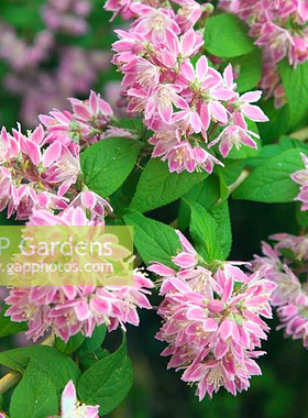 [嘉瑞]粉花溲疏“草莓田”Strawberry Fields 盆栽苗