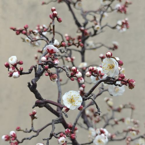 嘉瑞耐寒浓香素心腊梅