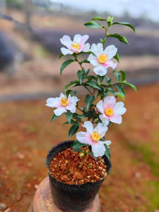 【嘉瑞】常绿灌木茶梅丁子车 早珍珠 伊予姬 昭和之荣