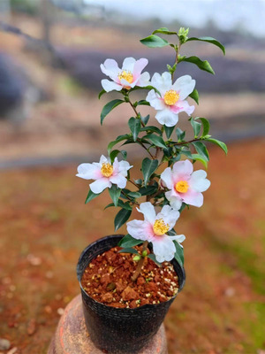 【嘉瑞】常绿灌木茶梅丁子车 早珍珠 伊予姬 昭和之荣