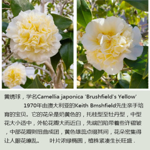 【嘉瑞】常绿灌木 茶花黄绣球 式部 雀斑 染鹿之子盆栽苗