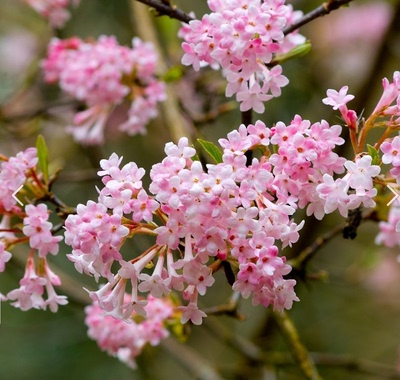 【嘉瑞】进口 杂交荚蒾黎明 粉色云朵 早春开花芳香 耐寒