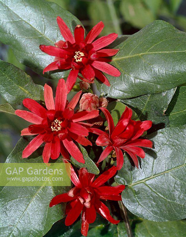 【嘉瑞】 花园灌木 芳香馥郁 美国夏腊梅 耐寒皮实