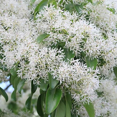 【嘉瑞】 耐寒仙气 流苏树雪萝 嫁接 盆栽苗