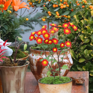 【嘉瑞】木本菊盆景菊 辻之柳 银色光辉 盆栽苗