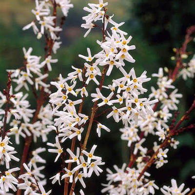 【嘉瑞 耐寒花灌木  朝鲜白连翘 Abeliophyllum distichum盆栽苗