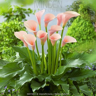 【嘉瑞】半常绿多年生 水生马蹄莲“火烈鸟”盆栽苗