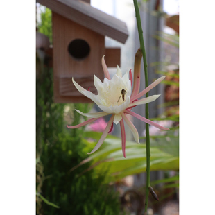 【嘉瑞】垂吊耐荫   小叶昙花  花期长