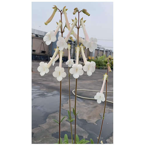 【嘉瑞】耐热耐旱 多年生块根类植物 断崖王子 佛肚海棠 山乌龟