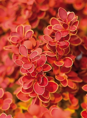 [嘉瑞] 耐寒灌木  进口日本小檗 橙子冰沙橙色日出红辣椒乐队