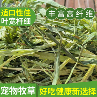 25年高纤维燕麦草兔子牧草兔兔龙猫豚鼠荷兰猪晒干燕麦草2斤包邮