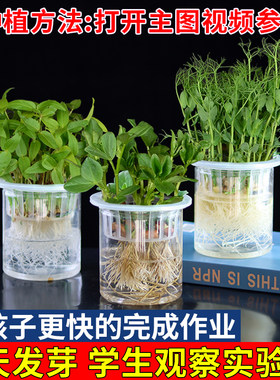幼儿园水培植物角透明器皿花生红豆蚕豆黄豆盆栽儿童观察绿植实验