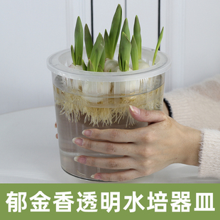 宅鹏加大塑料透明郁金香水培器皿花盆萝卜红薯土豆绿植种球定植篮