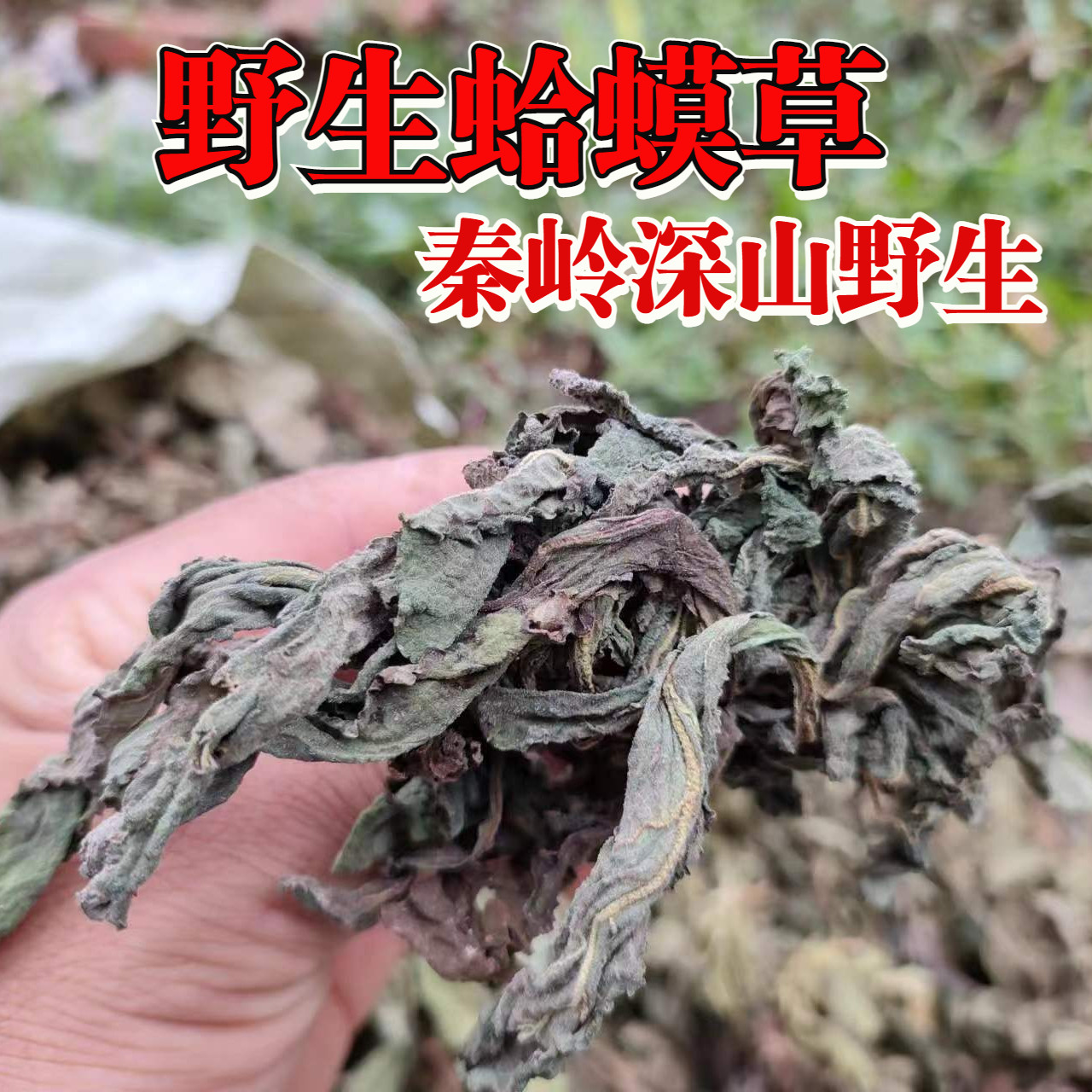 野生蛤蟆草癞蛤蟆草干的500g中药材新鲜雪见草茶哈蟆草赖蛤蟆草