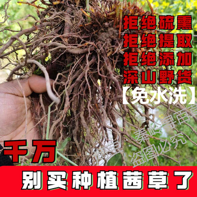 秦岭深山野货茜草根  500克 包邮茜草根新货红茜草正品中草药材