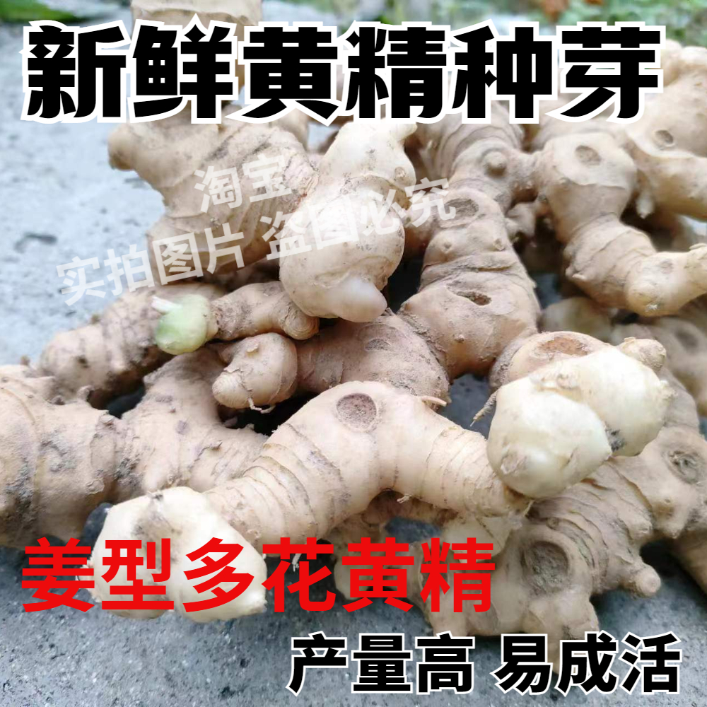 黄精种芽黄精种块现挖新鲜药材种植多花根甜老虎姜种苗500克