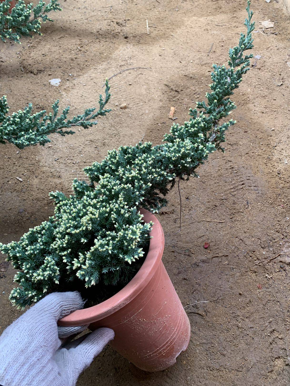 新西兰珍珠柏盆景好养柏树地柏造型绿色易养植物室内松柏四季常青