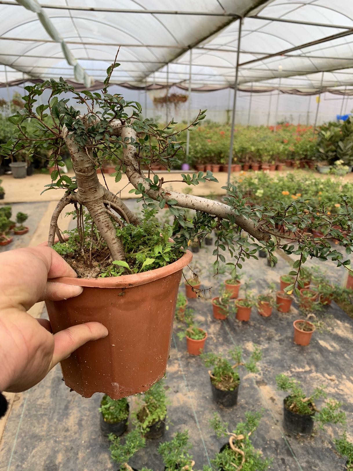 悬崖式榆树盆景室内卧室抗电脑辐射植物盆栽净化空气四季常青绿植