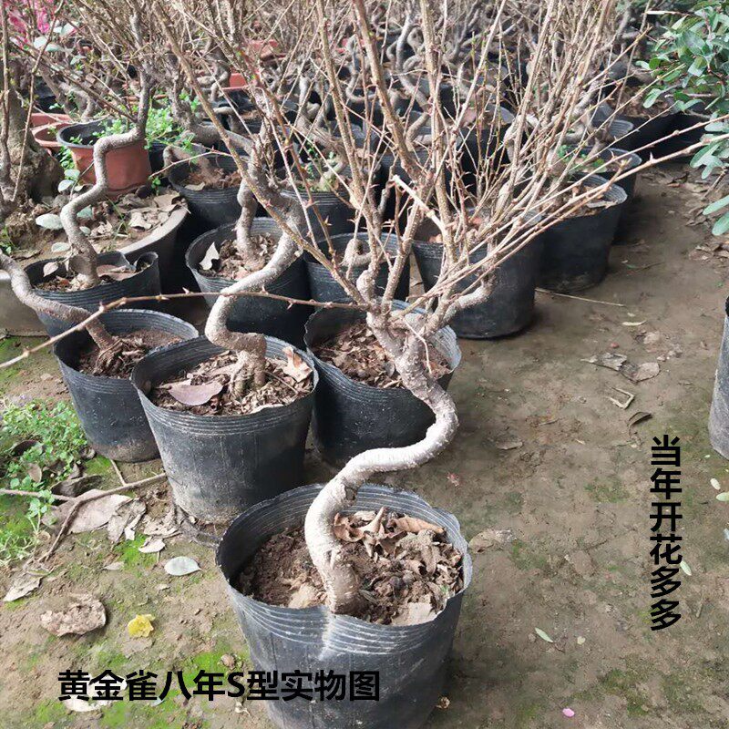 金雀梅锦鸡儿金丝雀黄金雀盆景盆栽金雀花苗提根树桩盆景造型盆景