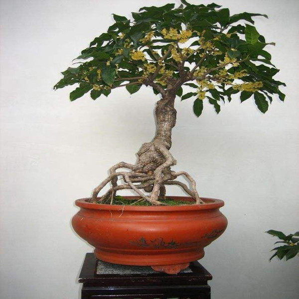 实物流苏树桩微型嫁接桂花包邮