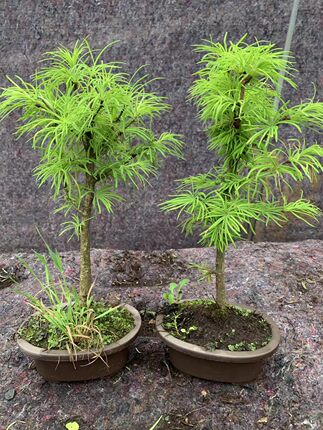 金钱松树苗丛林盆景素材苗庭院绿植景观风景树金钱松树 丛林盆景