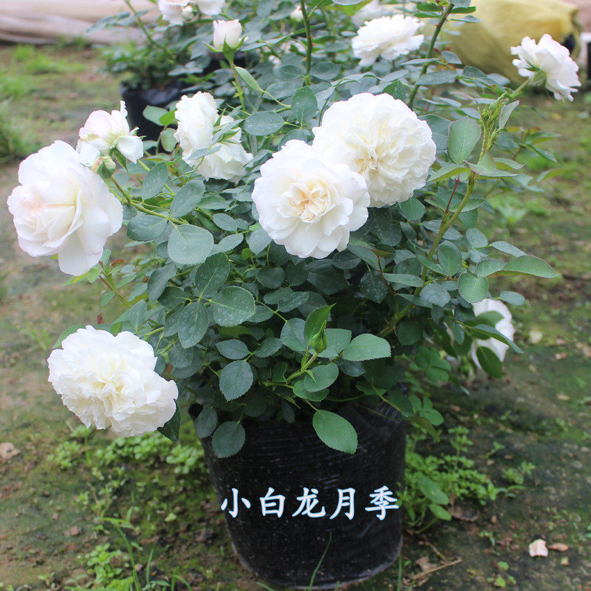 实拍 小白龙月季 月季花苗 多花月季 纯白色月季庭院种植盆栽月季