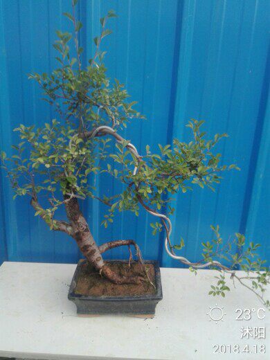 绿植悬崖式卧室四季常青榆树盆景