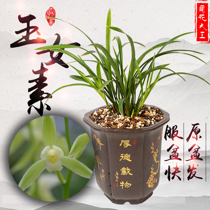 玉女素四季兰花苗盆栽花卉建兰绿植物阳台兰草墨兰长青金边素花香