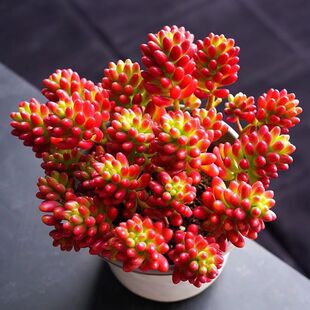 虹之玉新款转运珠各种多肉花养多肉绿植雪花七彩可办公桌摆放
