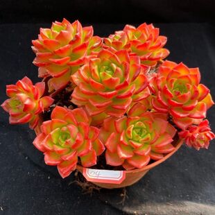 多肉植物超大火焰蒂亚老桩肉肉新手室内阳台盆栽绿植花卉