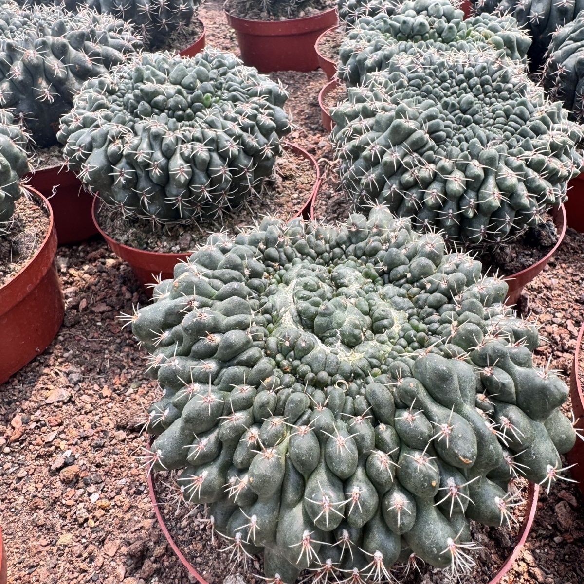 稀有超大颗绯花玉圆形缀化仙人球防辐射盆栽多肉绿植开花仙人掌图片