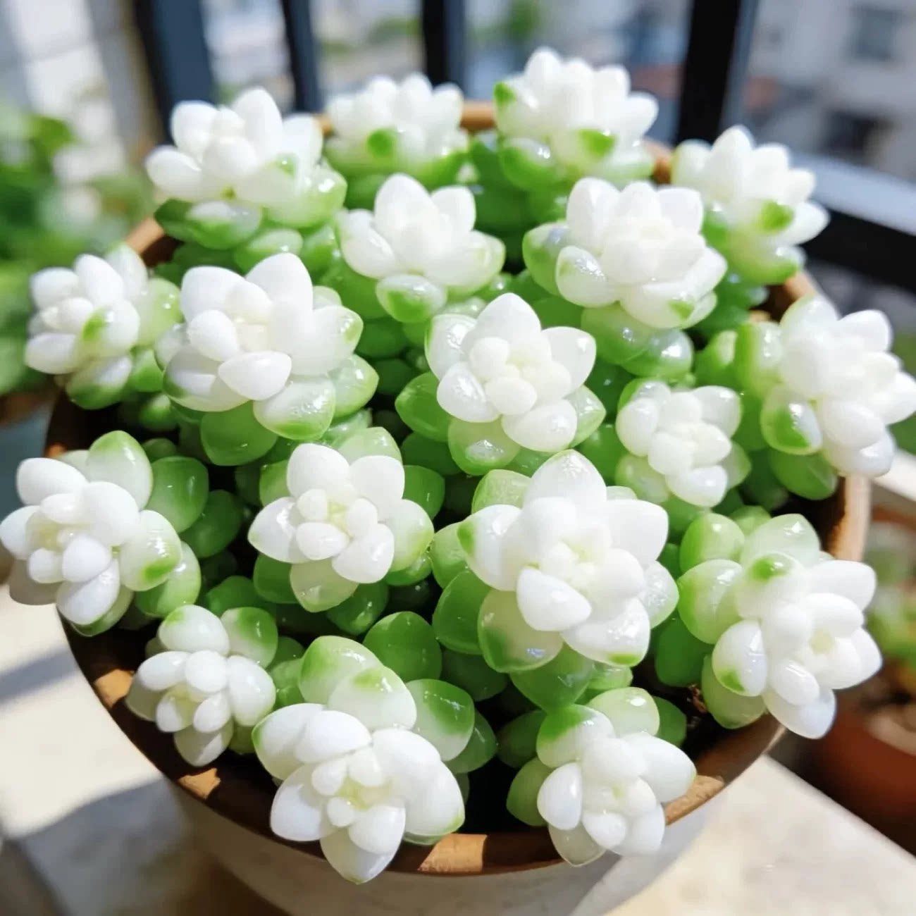 奶油玉缀多肉新玉玉缀斤 雪花玉坠多肉植物稀有办公室绿植花卉肉