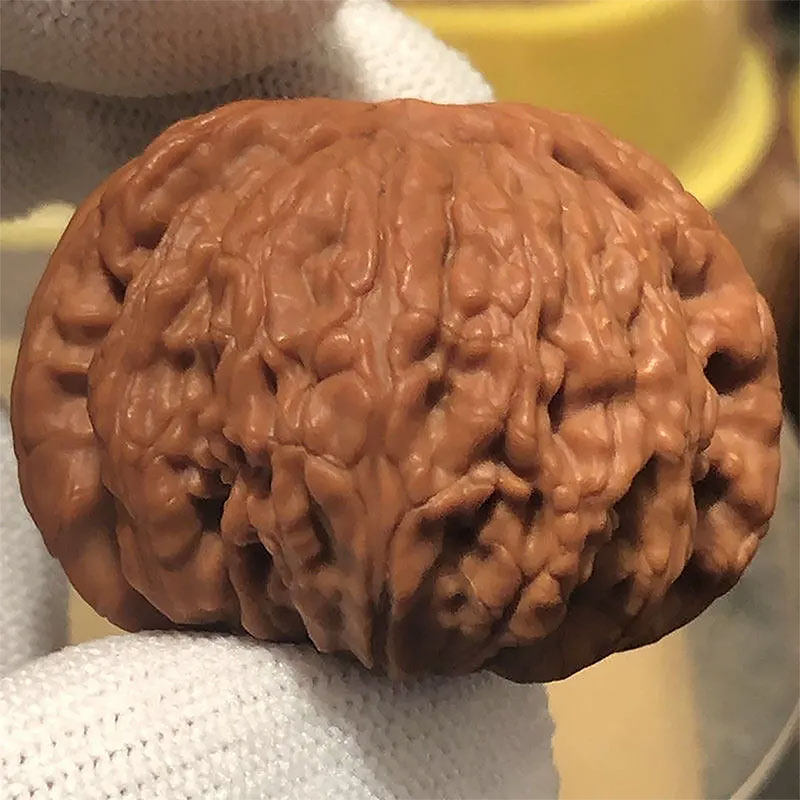 闷尖狮子头精品闷尖白老树红皮涞水山地百年老树闷尖白狮子头球白